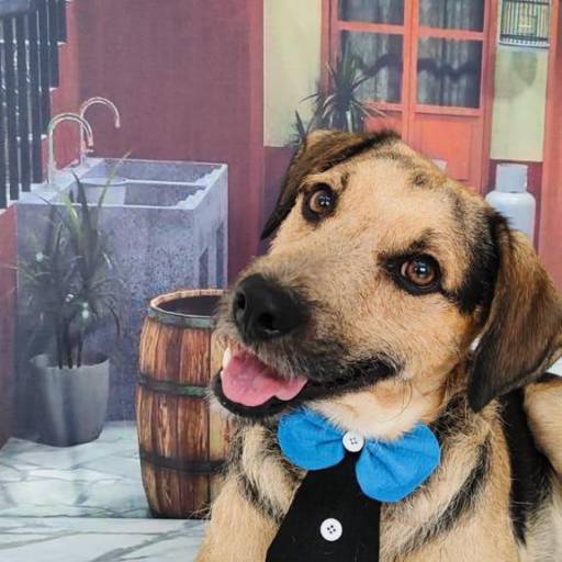 Banho Pet temático em Bauru por Doidos Por Cachorro - Day Care Pets