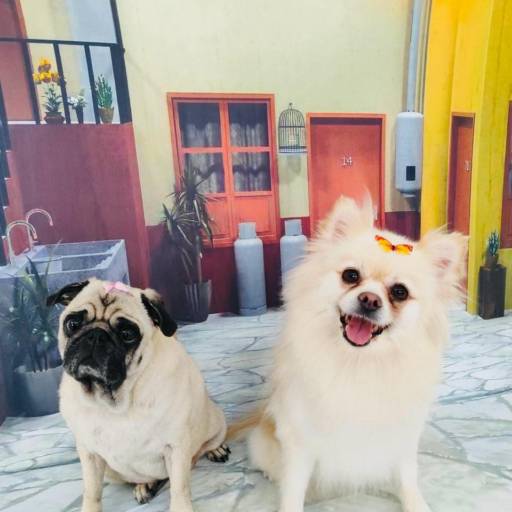 Comprar o produto de Banho Pet temático em Bauru em Pet Shop pela empresa Doidos Por Cachorro - Day Care Pets em Bauru, SP por Solutudo