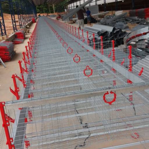 Início de Postura Artabas