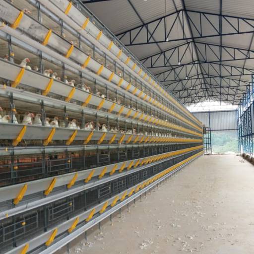 Aviario Killbra - Entregue já com alojamento das aves