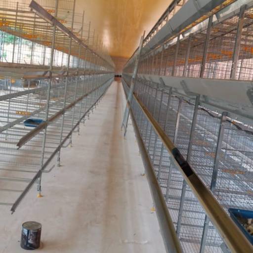 Pinteiro Recria Killbra