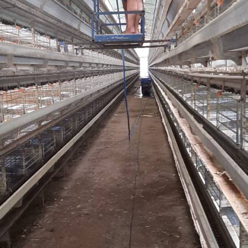Serviço de Limpeza e Deslocamento de Aves por Goldner Gonoring - Montagem e Manutenção de Granjas Automáticas