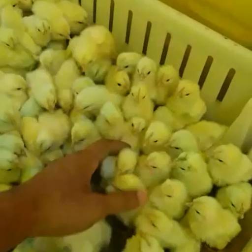 Pinteiro Recria Artabas por Goldner Gonoring - Montagem e Manutenção de Granjas Automáticas