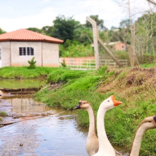 Contato direto com a natureza por Helianthus - Centro de Convivência para a Melhor Idade