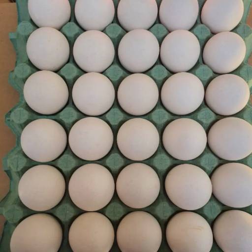 Comprar o produto de Jumbo - Cartela com 30 Ovos em Ovos pela empresa Ovos Queiroz  em Marília, SP por Solutudo
