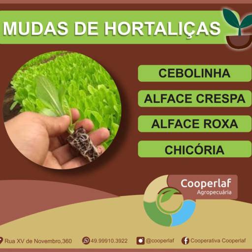 Mudas de Hortaliças por Cooperativa De Agricultores Familiares Santo Monge