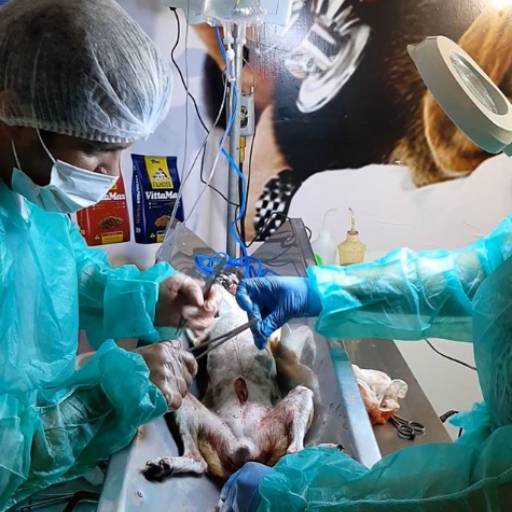 Cirurgia/com anestesia inalatória por Point Dog Clínica Veterinária