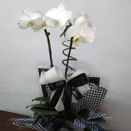 Arranjos de Orquídeas por Carol Flores e Cestas