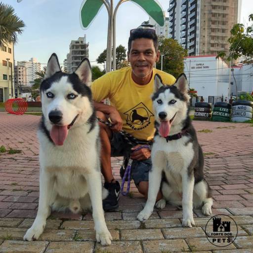 Comprar a oferta de Adestramento para cachorro em Adestramento pela empresa Forte dos Pets Praia Grande em Praia Grande, SP por Solutudo