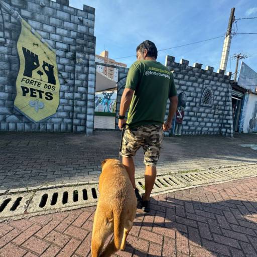 Adestramento para cachorro