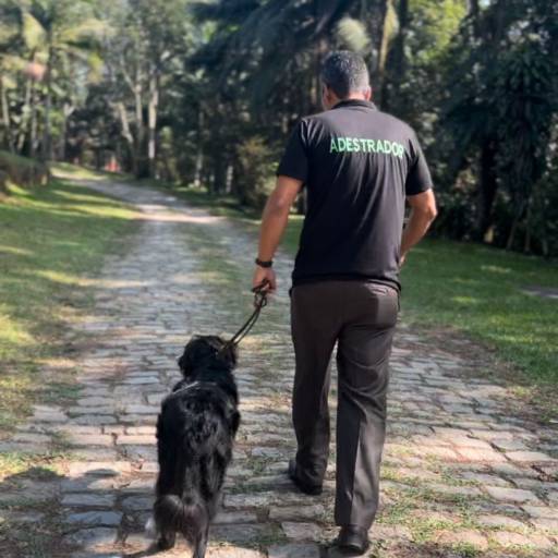 Adestramento para cachorro por Forte dos Pets Praia Grande