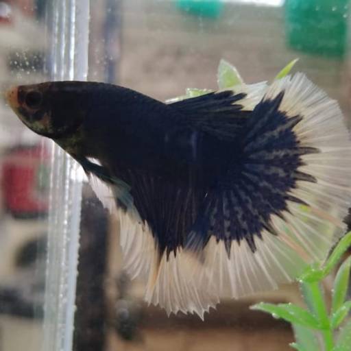 Peixes por Agropesca