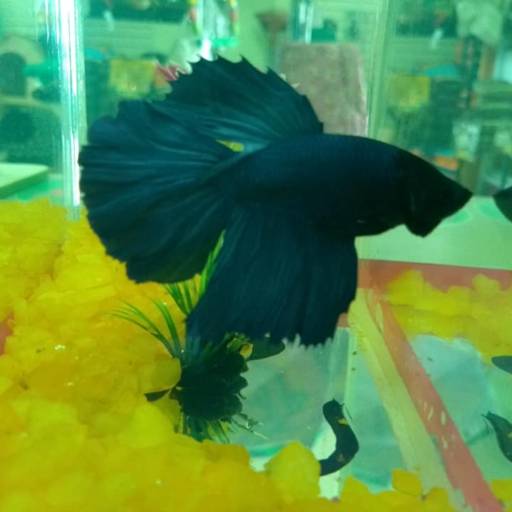 Peixes por Agropesca