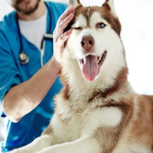 Veterinário dermatologista  por Entre Cães e Gatos