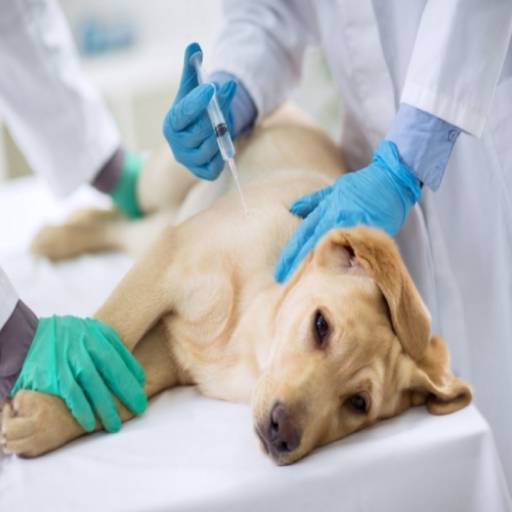 Comprar a oferta de Vacinação em animais em Veterinário pela empresa Entre Cães e Gatos em São Manuel, SP por Solutudo