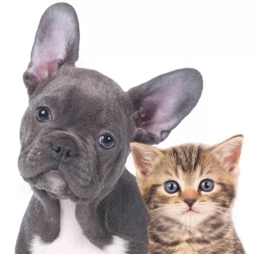 Comprar o produto de Clínica Geral Veterinária para Cães e Gatos em Veterinário pela empresa Entre Cães e Gatos em São Manuel, SP por Solutudo