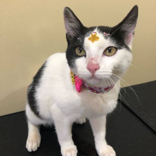 Banho em Gatos