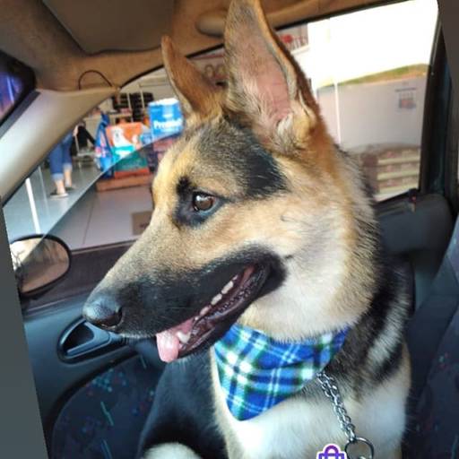 Banho e Tosa por Armazém Pet