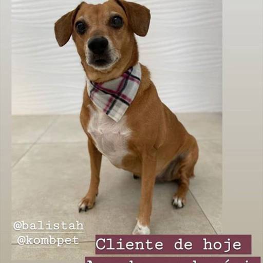 Banho e Tosa por Armazém Pet