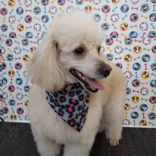 Banho e Tosa por Armazém Pet