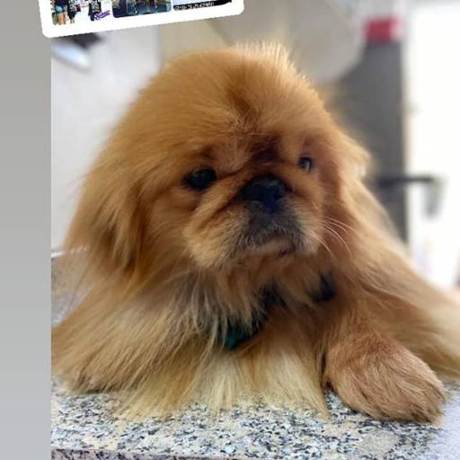 Banho e Tosa por Armazém Pet