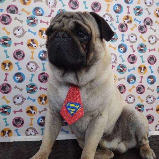 Banho e Tosa por Armazém Pet