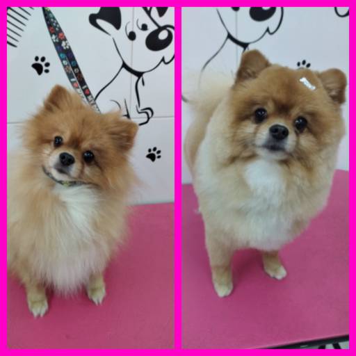 Tosa na tesoura em cães por Tia Angela Centro de Estética Animal