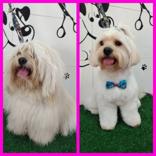 Tosa na tesoura em cães por Tia Angela Centro de Estética Animal