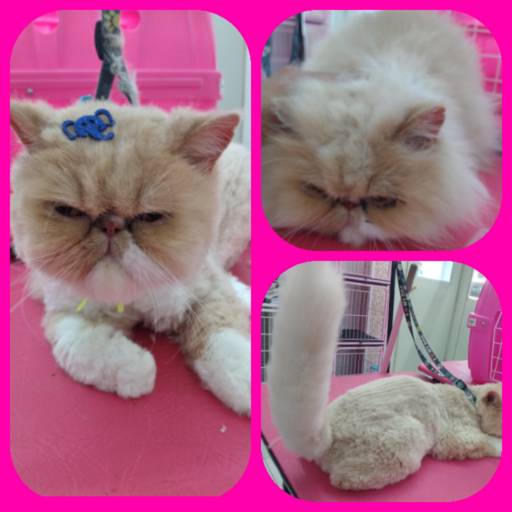 Tosa na tesoura em gato por Tia Angela Centro de Estética Animal