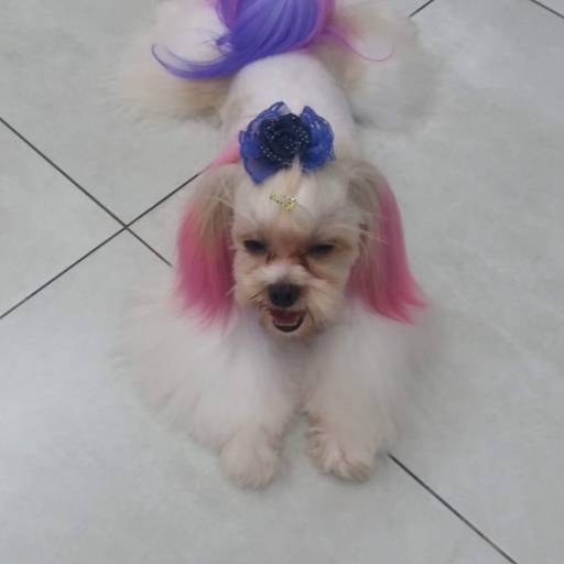 Coloração de pelos por Tia Angela Centro de Estética Animal