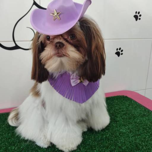 Banho temático - Cowboy por Tia Angela Centro de Estética Animal