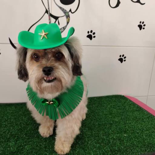 Banho temático - Cowboy por Tia Angela Centro de Estética Animal