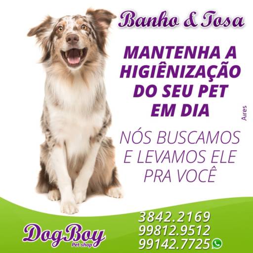 Comprar o produto de Banho e Tosa em Banho e Tosa pela empresa Dog Boy em São Manuel, SP por Solutudo