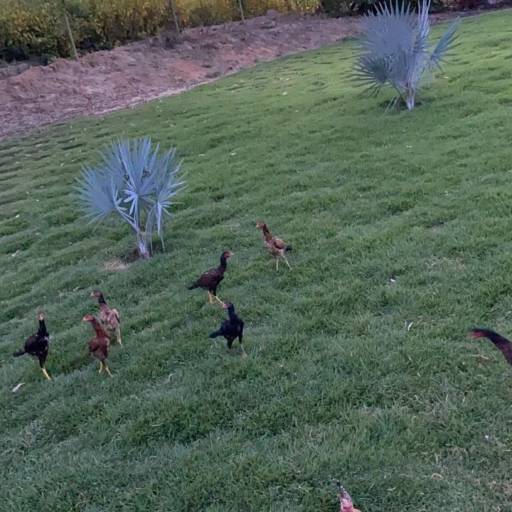 Plantio de Grama por Chão Verde