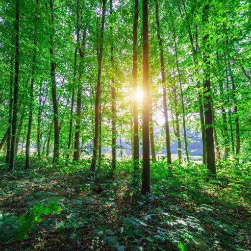 Soluções Florestais