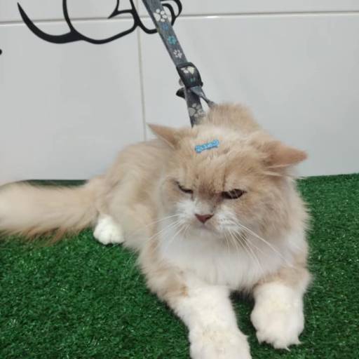 Banho e tosa gatos por Tia Angela Centro de Estética Animal