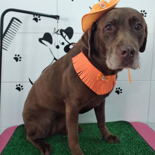 Banho em cães porte grande em Bauru por Tia Angela Centro de Estética Animal