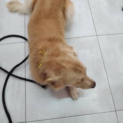 Remoção de Subpelo em Bauru por Tia Angela Centro de Estética Animal