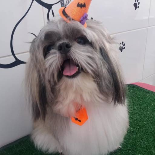 Banho temático - Halloween em Bauru por Tia Angela Centro de Estética Animal