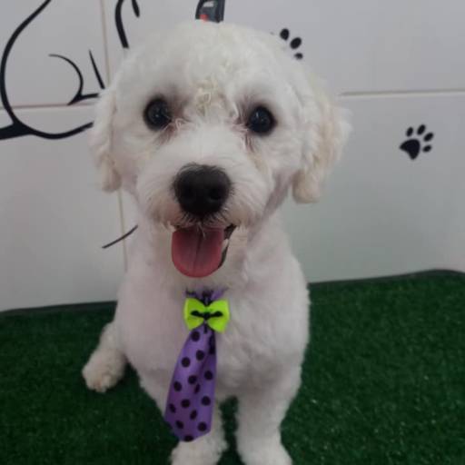 Banho temático - Halloween em Bauru por Tia Angela Centro de Estética Animal