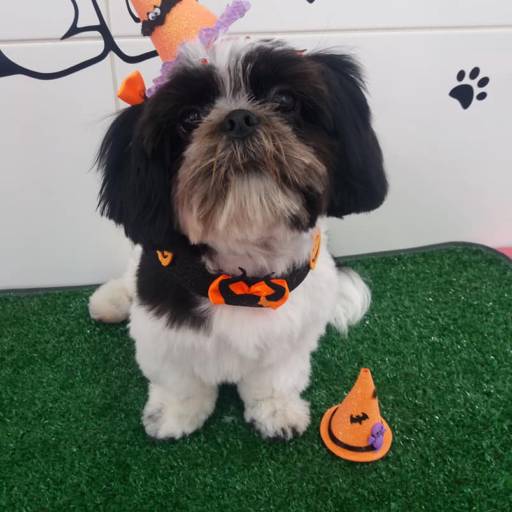 Banho temático - Halloween em Bauru por Tia Angela Centro de Estética Animal