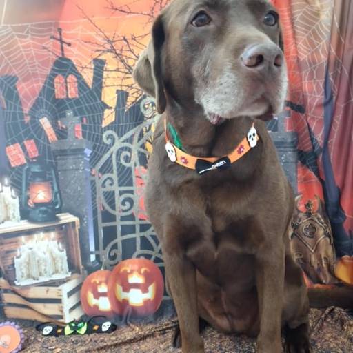 Banho temático - Halloween em Bauru por Tia Angela Centro de Estética Animal