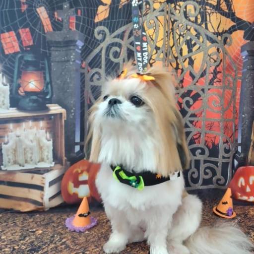 Banho temático - Halloween em Bauru por Tia Angela Centro de Estética Animal