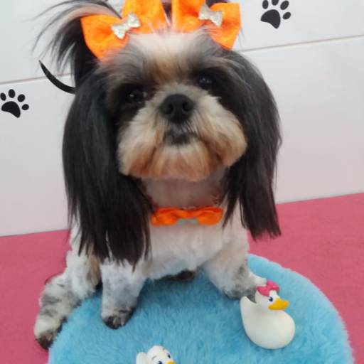 Banho temático -  Verão em Bauru por Tia Angela Centro de Estética Animal