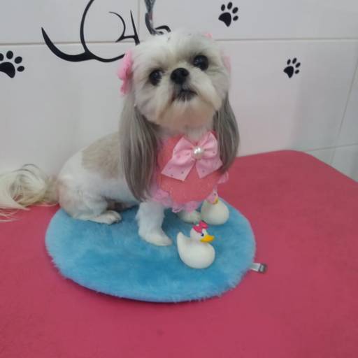 Banho temático -  Verão em Bauru por Tia Angela Centro de Estética Animal