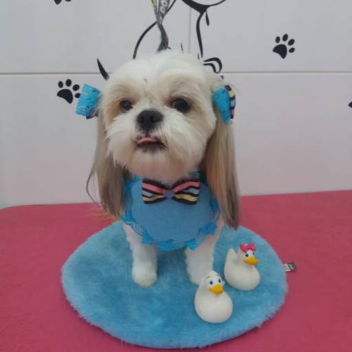 Banho temático -  Verão em Bauru por Tia Angela Centro de Estética Animal