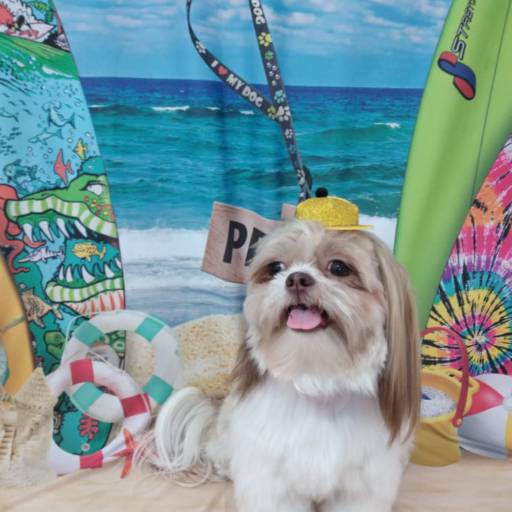 Banho temático - Praia em Bauru por Tia Angela Centro de Estética Animal