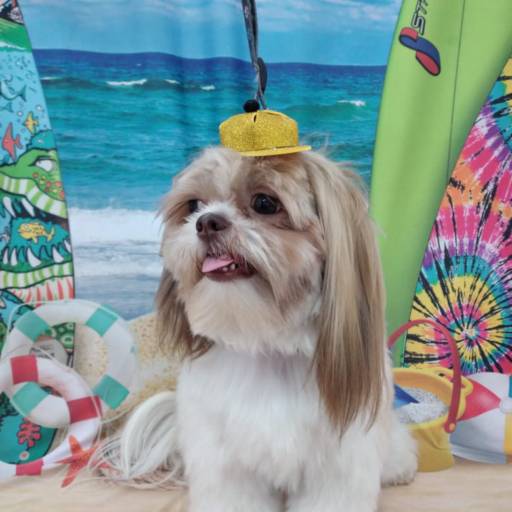 Banho temático - Praia em Bauru por Tia Angela Centro de Estética Animal