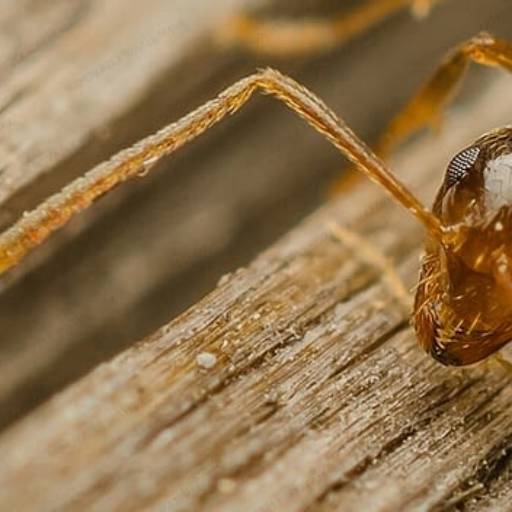 Dedetização e Controle de Pragas. por Acaia Controle Ambiental