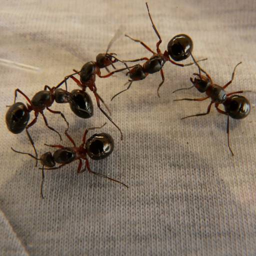 Comprar o produto de Dedetização de Formigas  em Dedetização pela empresa Acaia Controle Ambiental em Jundiaí, SP por Solutudo